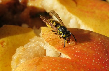 Wasp eating a pear in fruit garden, closeup