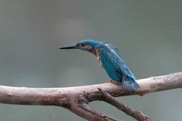 Eisvogel