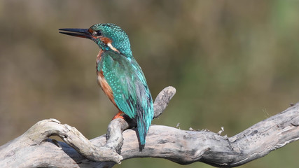 Eisvogel