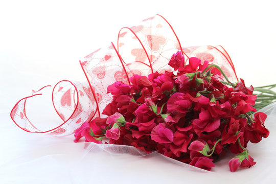 575 Best スイトピー Images Stock Photos Vectors Adobe Stock