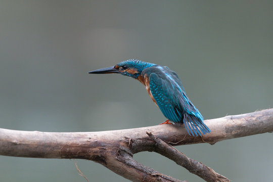 Eisvogel