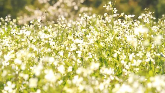 Springtime (tilt)