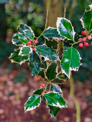 Christmas holly in a real natural setting.