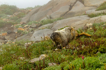 Fototapeta premium Mount rainier marmot sitting in alpine meadow in the fog