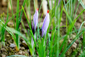 Close up detail on buds on a saffron plant