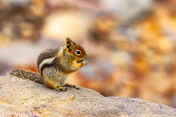 small chipmunk eating a seed on a rock