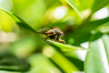 Cicada insect on a leaf in New Zealand