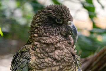 Kea parrot New Zealand