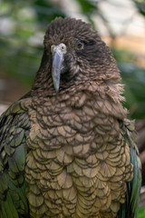 Kea parrot New Zealand