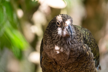 Kea parrot New Zealand