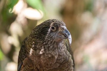 Kea parrot New Zealand