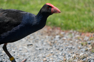 Pukeko bird closeup in New Zealand