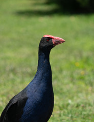 Pukeko bird closeup in New Zealand