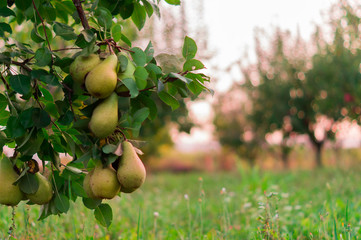 Pear fruit garden with grown sweet green pears