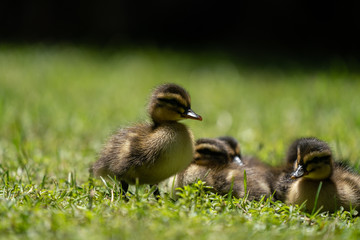 Ducklings in a grassy park