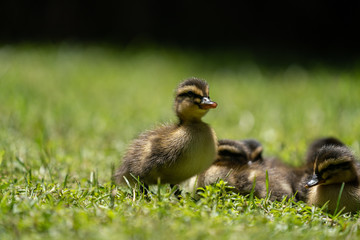 Ducklings in a grassy park