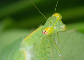 Macro Photo of Eye of Praying Mantis on Green Leaf
