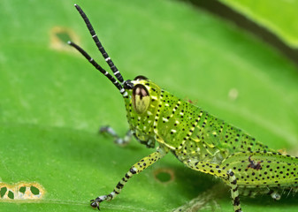 Fototapeta premium Macro Photo of Spotted Grasshopper on Green Leaf