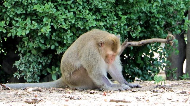 The monkey on the border of the forest.  Macaque monkey near of road, Thailand.