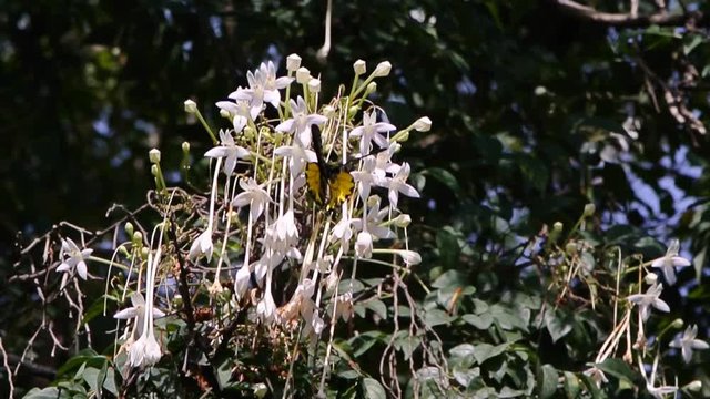Butterfly at flower of cork tree,  Troides aeacus