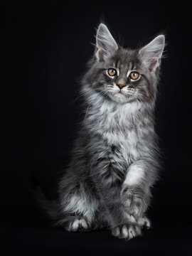 Impressive blue silver Maine Coon cat kitten sitting facing front, looking at camera with brown eyes and one paw a little lifted from floor. Isolated on black background.
