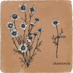 Hand-drawn illustration of Chamomile. Vector