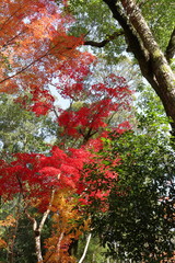 秋彩（高知市五台山）