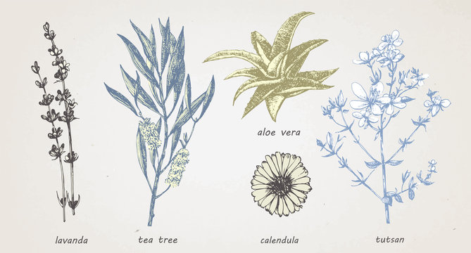Hand-drawn illustration of medical herbs and plants. Vector