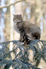 Wildkatze auf  Baumspitze