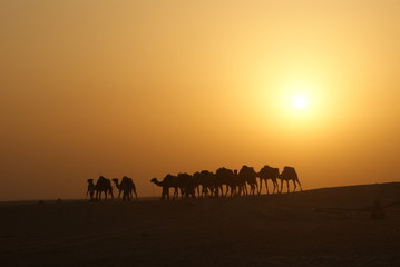 camel caravan in the Sahara desert   karawana - obrazy, fototapety, plakaty