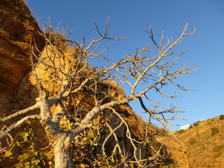 Higuera seca a la luz dorada del atardecer. Ficus carica sin hojas en otoño. Vegetación...