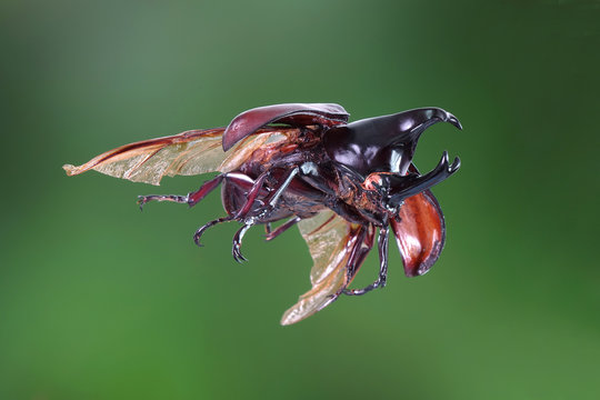 The Siamese rhinoceros beetle (Xylotrupes gideon) or fighting beetle, It is particularly known for its role in insect fighting in Thailand. Flying beetle.
