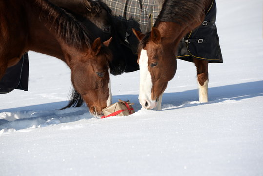Das verlorene Weihnachtsgeschenk. Pferde untersuchen neugierig ein Weihnachtsp&auml;ckchen im Schnee.