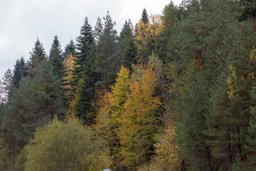 Forest of Pine Trees