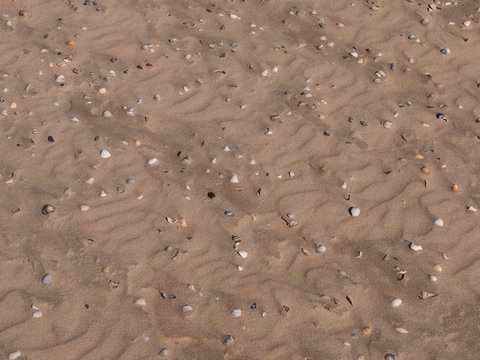 Beach sand with some shells structured by the wind