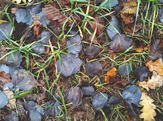 look from above at leaves in the forest