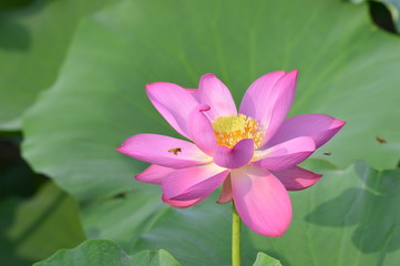 Blooming lotus flowers in the park