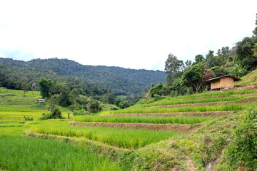 Rice field