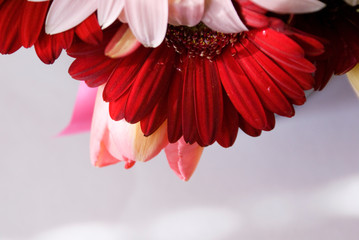 Red and pink gerberas and tulips