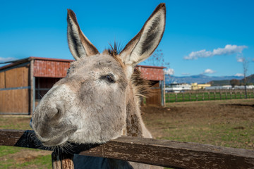 Italian Donkey at a Farm in Southern Italy
