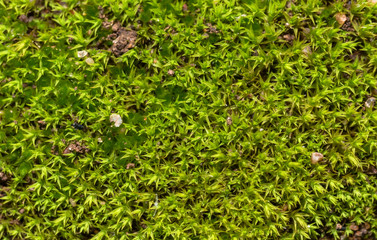 Macro Photograph of Green Moss on an Ancient Brick in Italy