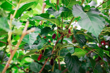 Fototapeta na wymiar Red mulberry in fresh leaves.