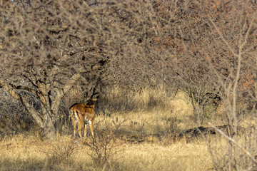 Impala standing in the shade of a tree
