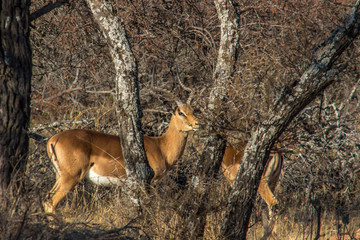 Impala male lookig trought the branches of a bushfeld tree