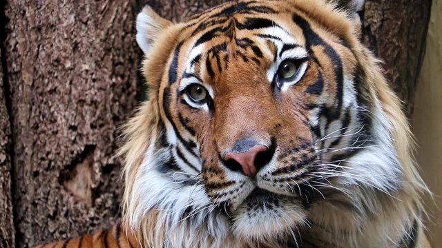 Portrait of the Tiger malayan, tigris panthera jacksoni