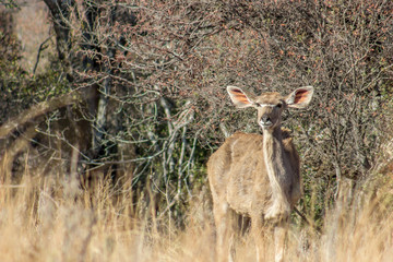 young Greater Kudu female