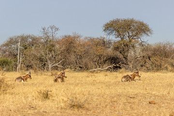 Fototapeta premium Endangered Blesbok Antelope lying on Grass