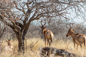 Red Hartebeest standing under a bushveld tree