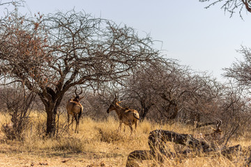 Fototapeta na wymiar Red Hartebeest standing behind bushveld tree