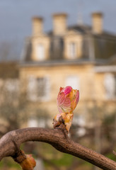 Vineyard, New growth budding out from grapevine, Bordeaux , France